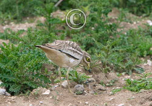 Stone Culew  at a Nest